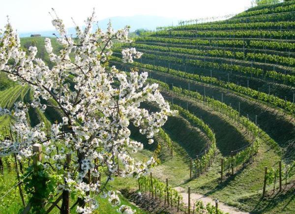 Albergo Grappolo D'Oro Montebelluna Zewnętrze zdjęcie